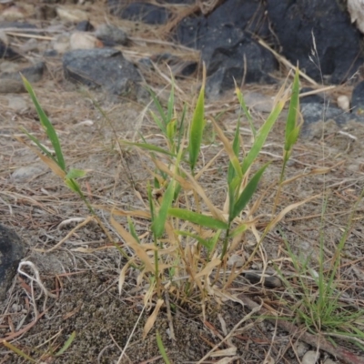 Isachne globosa (Swamp Millet) at Paddys River, ACT - 2 Mar 2017 by MichaelBedingfield