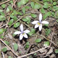 Isotoma fluviatilis subsp. australis (Swamp Isotome) at Bonython, ACT - 2 Mar 2017 by michaelb