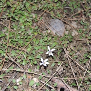 Isotoma fluviatilis subsp. australis at Bonython, ACT - 2 Mar 2017 08:22 PM