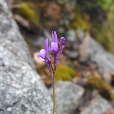 Linaria pelisseriana (Pelisser's Toadflax) at Fadden, ACT - 29 Oct 2016 by RyuCallaway