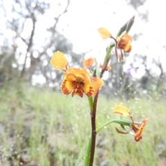 Diuris semilunulata (Late Leopard Orchid) at Fadden, ACT - 30 Oct 2016 by ArcherCallaway