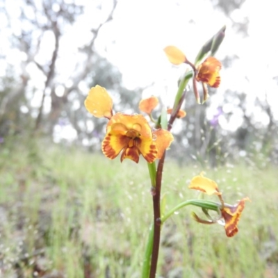 Diuris semilunulata (Late Leopard Orchid) at Fadden, ACT - 30 Oct 2016 by ArcherCallaway