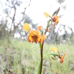 Diuris semilunulata (Late Leopard Orchid) at Wanniassa Hill - 29 Oct 2016 by RyuCallaway