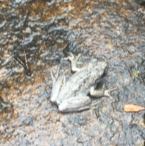 Litoria peronii at Fadden, ACT - 4 Mar 2017