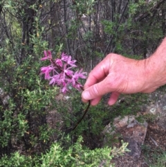 Dipodium punctatum (Blotched Hyacinth Orchid) at Tennent, ACT - 1 Jan 2017 by Nicolelawder