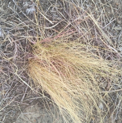 Nassella trichotoma (Serrated Tussock) at Canberra Central, ACT - 1 Mar 2017 by JanetRussell