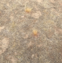 Nassella trichotoma at Canberra Central, ACT - 2 Mar 2017