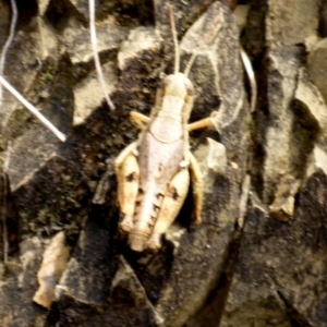 Phaulacridium vittatum at Pialligo, ACT - 2 Mar 2017