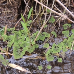 Azolla pinnata (Ferny Azolla) at Point Hut to Tharwa - 2 Mar 2017 by michaelb