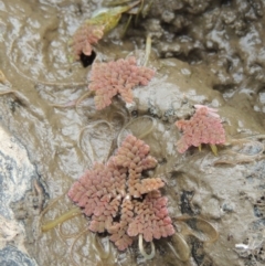 Azolla pinnata at Gordon, ACT - 2 Mar 2017 06:11 PM