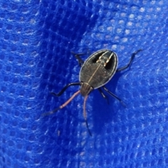 Poecilometis strigatus (Gum Tree Shield Bug) at Molonglo Valley, ACT - 23 Feb 2017 by galah681