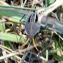 Poecilometis strigatus at Molonglo Valley, ACT - 23 Feb 2017