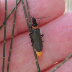 Chauliognathus lugubris (Plague Soldier Beetle) at Pine Island to Point Hut - 2 Mar 2017 by michaelb