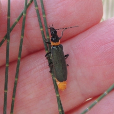 Chauliognathus lugubris (Plague Soldier Beetle) at Pine Island to Point Hut - 2 Mar 2017 by michaelb