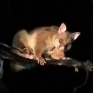 Trichosurus vulpecula at Kambah, ACT - 4 Mar 2017