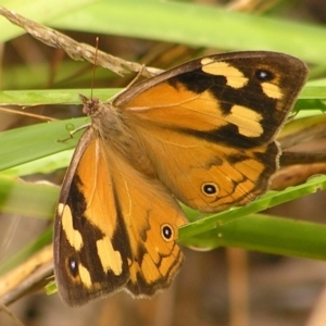 Heteronympha merope at Kambah, ACT - 4 Mar 2017