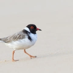 Charadrius rubricollis (Hooded Plover) at Eden, NSW - 1 Mar 2017 by Leo