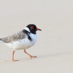 Charadrius rubricollis (Hooded Plover) at Eden, NSW - 28 Feb 2017 by Leo