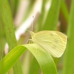 Pieris rapae (Cabbage White) at Kambah, ACT - 4 Mar 2017 by MatthewFrawley