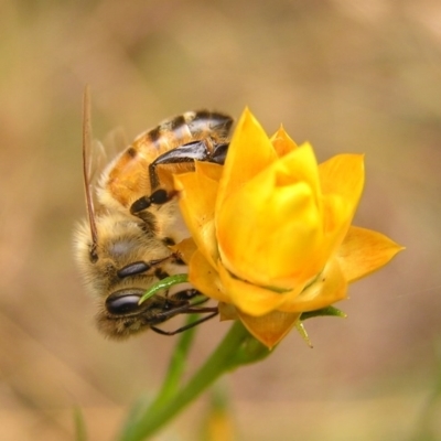 Apis mellifera (European honey bee) at Kambah, ACT - 4 Mar 2017 by MatthewFrawley