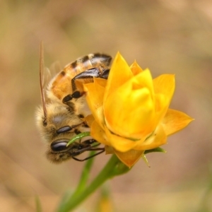 Apis mellifera at Kambah, ACT - 4 Mar 2017