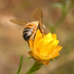 Apis mellifera at Kambah, ACT - 4 Mar 2017