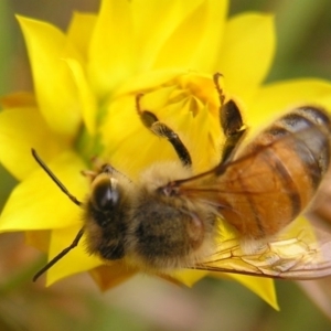 Apis mellifera at Kambah, ACT - 4 Mar 2017 04:11 PM