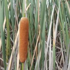 Typha orientalis at Wanniassa Hill - 4 Mar 2017