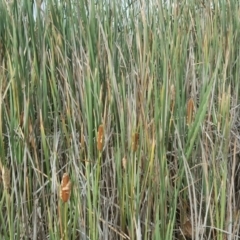 Typha orientalis at Wanniassa Hill - 4 Mar 2017