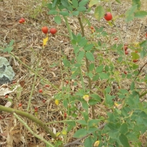 Rosa canina at Isaacs Ridge - 4 Mar 2017