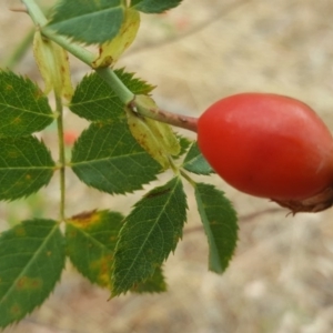 Rosa canina at Isaacs Ridge - 4 Mar 2017 03:38 PM