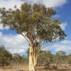 Eucalyptus mannifera (Brittle Gum) at Symonston, ACT - 27 Feb 2017 by Mike