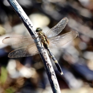 Orthetrum sabina at Bournda, NSW - 9 Feb 2017 09:54 AM