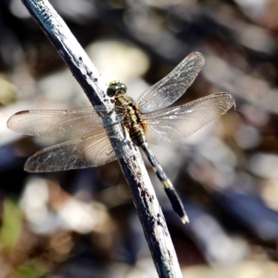 Orthetrum sabina (Slender Skimmer) at Bournda, NSW - 9 Feb 2017 by RossMannell
