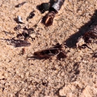 Gastrimargus musicus (Yellow-winged Locust or Grasshopper) at Bournda Environment Education Centre - 8 Feb 2017 by RossMannell