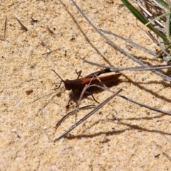 Goniaea sp. (genus) (A gumleaf grasshopper) at Bournda, NSW - 8 Feb 2017 by RossMannell