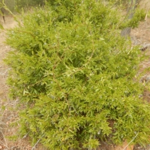 Billardiera heterophylla at Red Hill, ACT - 5 Mar 2017 11:27 AM