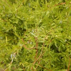 Billardiera heterophylla at Red Hill, ACT - 5 Mar 2017 11:27 AM