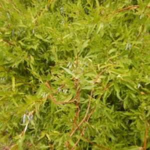 Billardiera heterophylla at Red Hill, ACT - 5 Mar 2017 11:27 AM