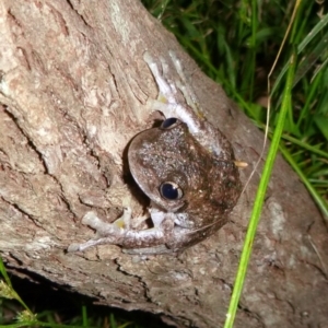 Litoria peronii at Kalaru, NSW - 1 Jan 2017