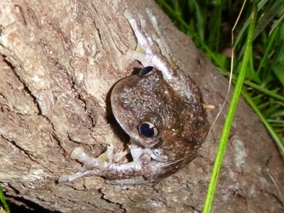 Litoria peronii (Peron's Tree Frog, Emerald Spotted Tree Frog) at Kalaru, NSW - 31 Dec 2016 by MichaelMcMaster