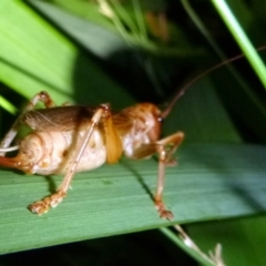 Paragryllacris sp. (Raspy cricket) at Kalaru, NSW - 31 Dec 2016 by MichaelMcMaster