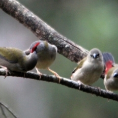 Neochmia temporalis (Red-browed Finch) at Kalaru, NSW - 13 Jan 2017 by MichaelMcMaster