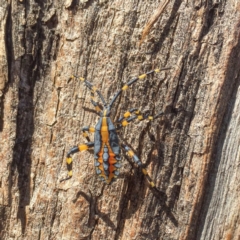 Amorbus sp. (genus) (Eucalyptus Tip bug) at Sutton, NSW - 4 Mar 2017 by CedricBear