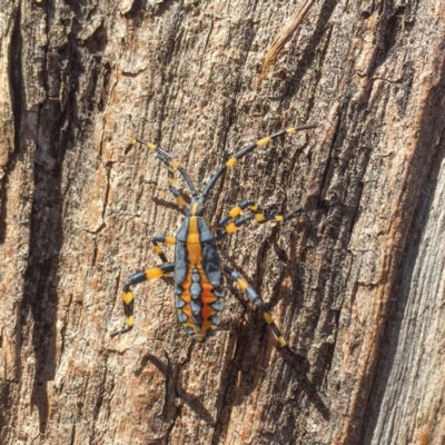 Amorbus sp. (genus) (Eucalyptus Tip bug) at Sutton, NSW - 4 Mar 2017 by CedricBear