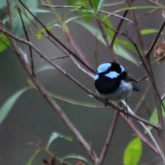 Malurus cyaneus (Superb Fairywren) at Kalaru, NSW - 12 Jan 2017 by MichaelMcMaster