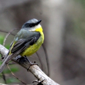 Eopsaltria australis at Kalaru, NSW - 12 Jan 2017