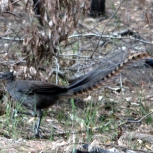 Menura novaehollandiae at Kalaru, NSW - 13 Jan 2017 06:19 AM