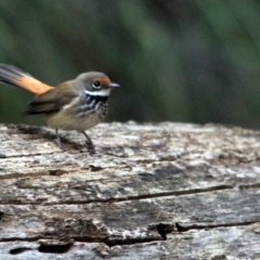 Rhipidura rufifrons (Rufous Fantail) at Kalaru, NSW - 12 Jan 2017 by MichaelMcMaster