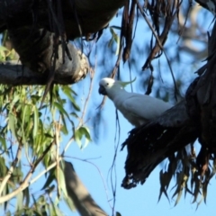 Cacatua galerita (Sulphur-crested Cockatoo) at Kalaru, NSW - 12 Jan 2017 by MichaelMcMaster